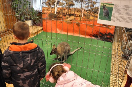 Egzotikus kisállatokat mutattak be szombaton a Köfém Művelődési Házban